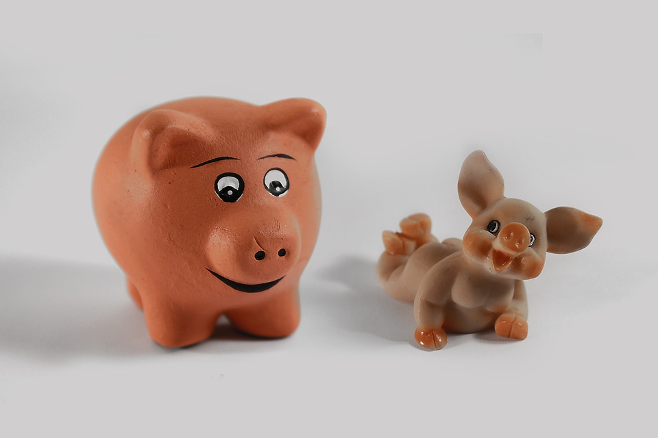 Luck lucky pig lucky charm