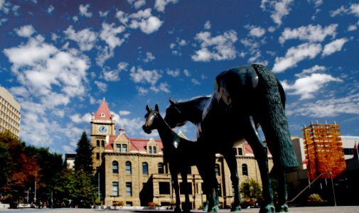 Family Of Horses Calgary