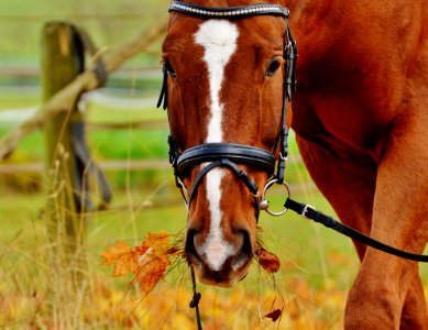 Horse Bridle Horse Tack Rein photo