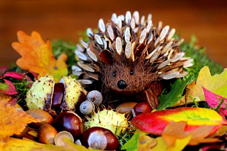 Hedgehog Erinaceidae Leaf Autumn