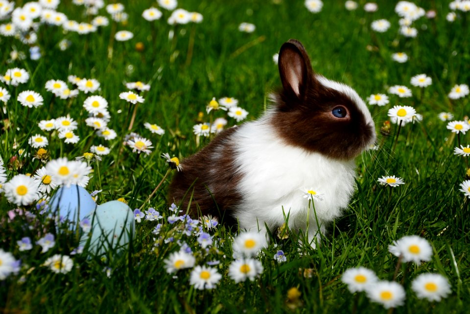 Bunny On Field