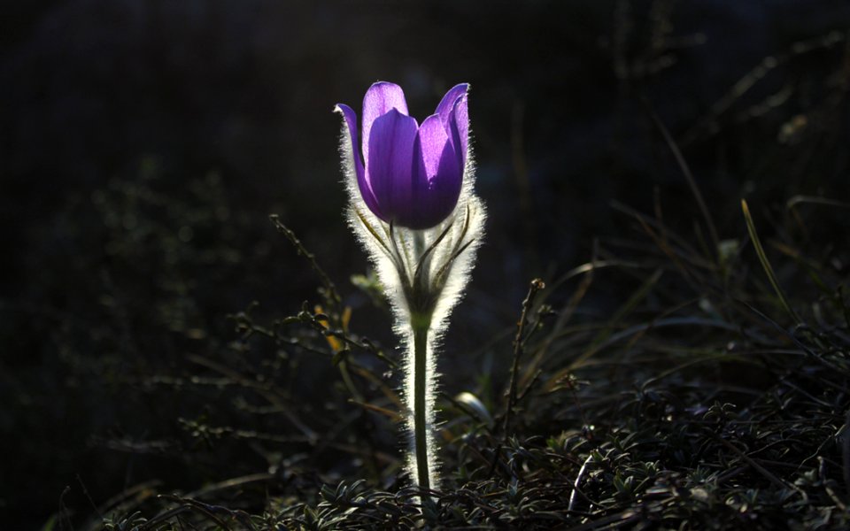 Flower Plant Flora Purple