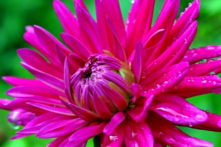 Flower Pink Flora Plant