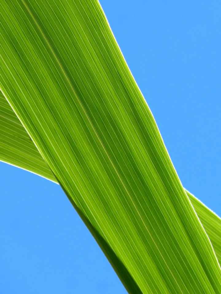 Leaf Green Sky Plant
