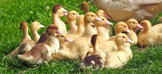 Duck Bird Ducks Geese And Swans Water Bird