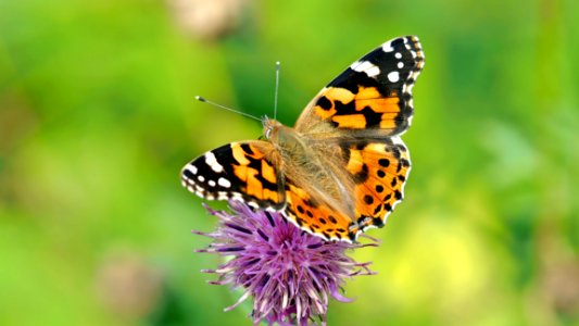 Butterfly Insect Moths And Butterflies Brush Footed Butterfly