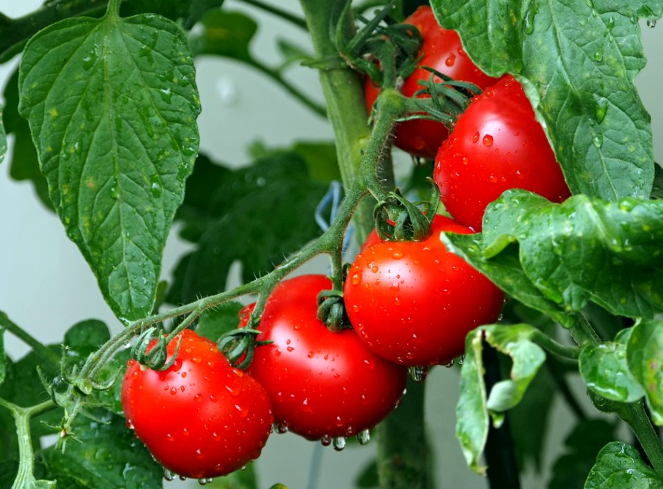 Natural Foods Vegetable Tomato Local Food