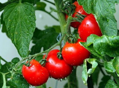 Natural Foods Vegetable Tomato Local Food