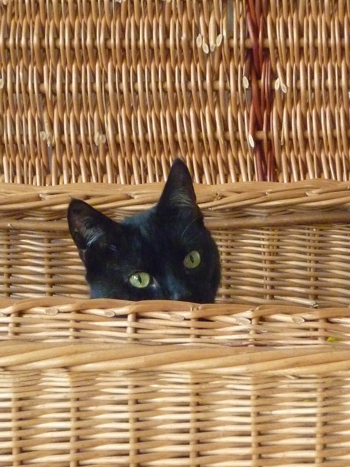 Curious attention hidden