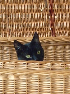 Curious attention hidden