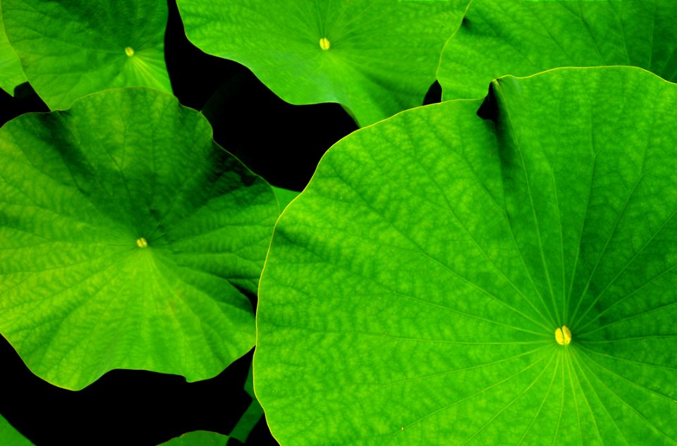 Green Leaf Plant Vegetation
