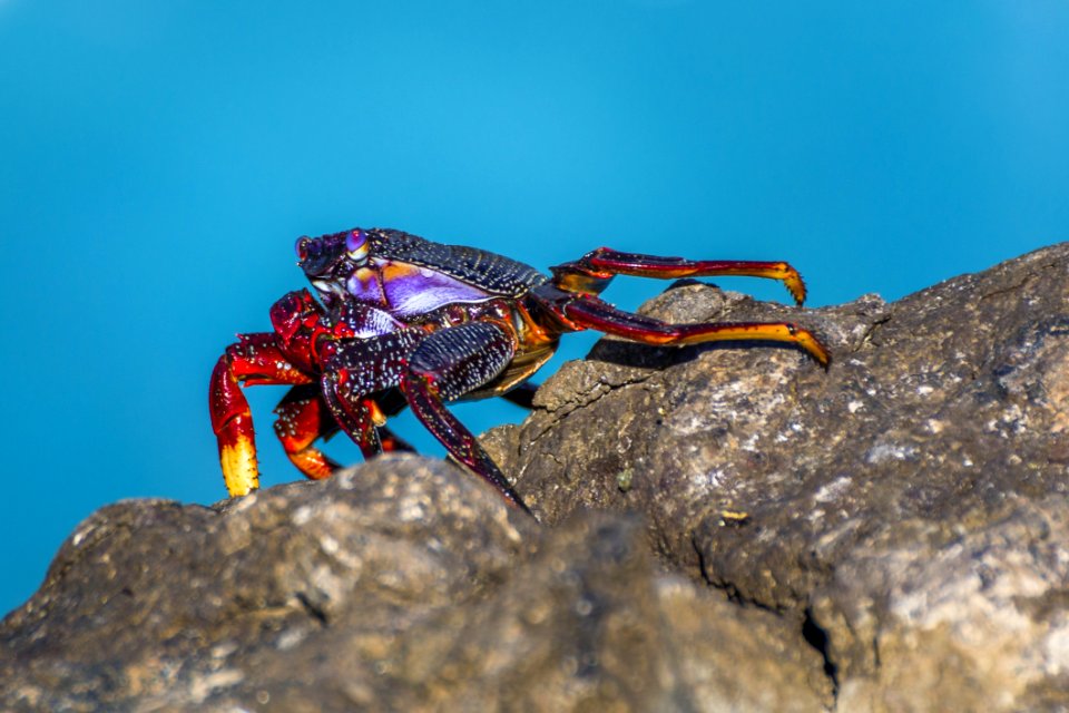 Decapoda Crab Crustacean Organism