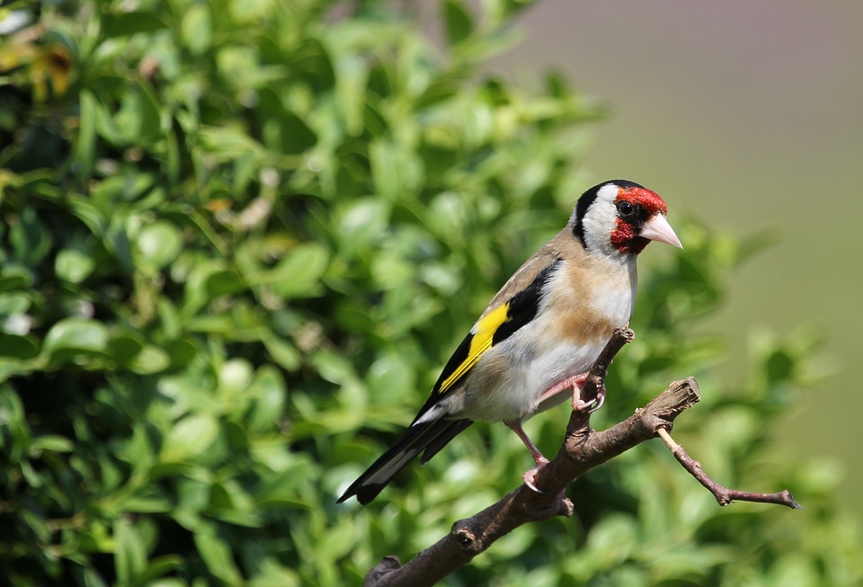 Perched feather beak