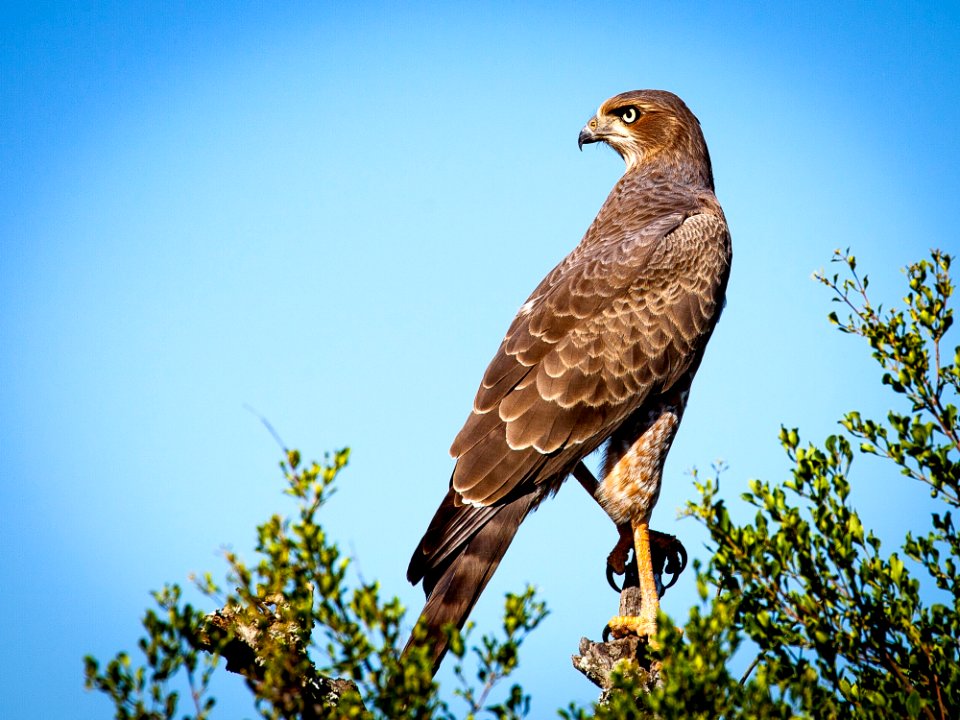 Bird Hawk Ecosystem Beak