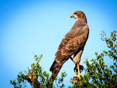 Bird Hawk Ecosystem Beak photo