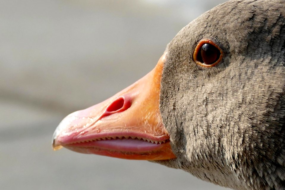 Beak Bird Fauna Water Bird