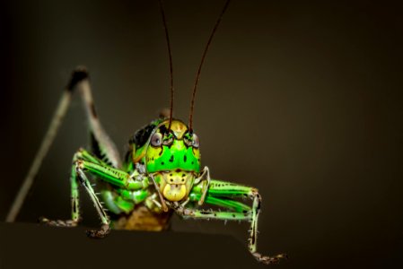 Insect Invertebrate Macro Photography Close Up photo