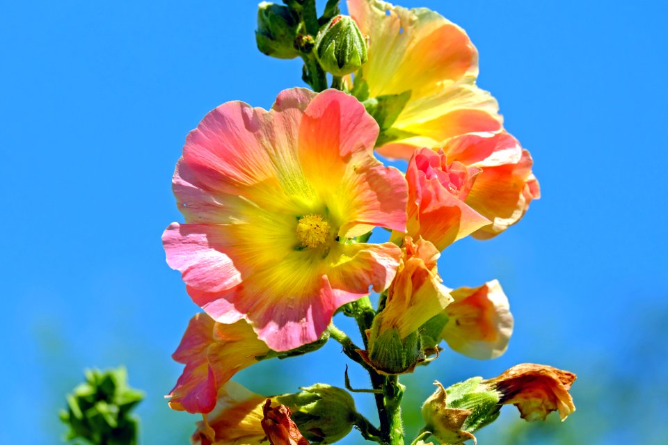 Flower Flowering Plant Wildflower Plant