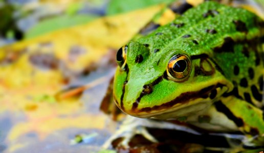 Ranidae Toad Green Amphibian photo