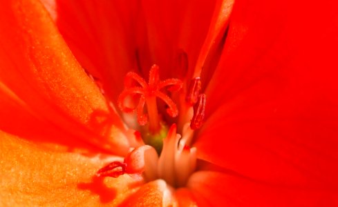 Flower Orange Red Close Up photo