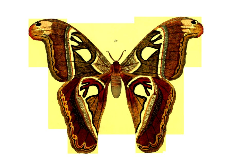 Moths And Butterflies Butterfly Insect Invertebrate