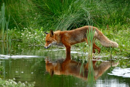 Wildlife Fauna Mammal Red Fox photo