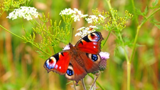Butterfly Insect Moths And Butterflies Brush Footed Butterfly photo