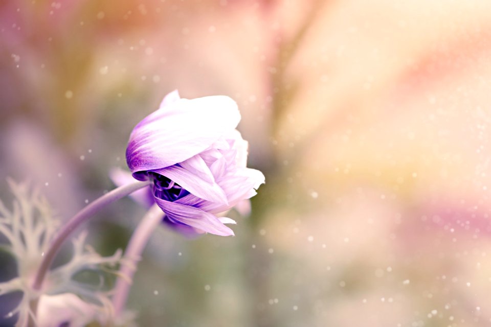 Flower Purple Violet Flora