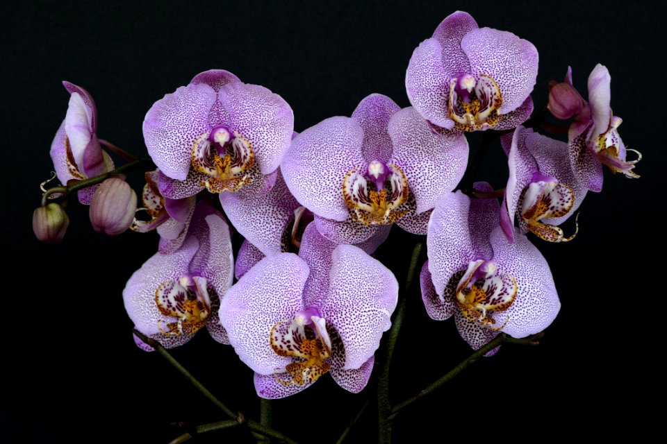 Flower Flowering Plant Flora Plant