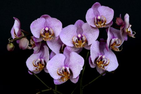 Flower Flowering Plant Flora Plant