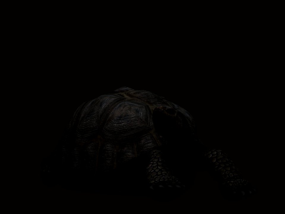 Turtle Black Tortoise Black And White