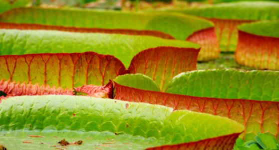 Leaf Vegetation Close Up Flora