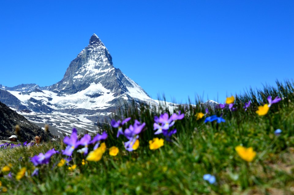 Flower Mountainous Landforms Wildflower Mountain