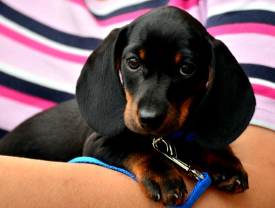 Dog Dog Like Mammal Dog Breed Austrian Black And Tan Hound photo