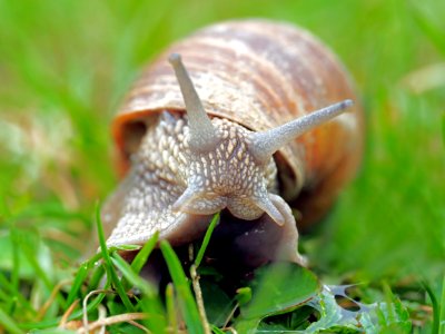 Snail Terrestrial Animal Snails And Slugs Molluscs photo