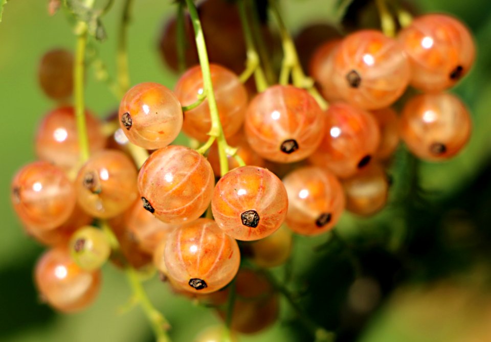 Berry Close Up Fruit Macro Photography