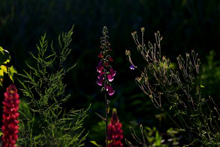 Plant Flora Flower Wildflower