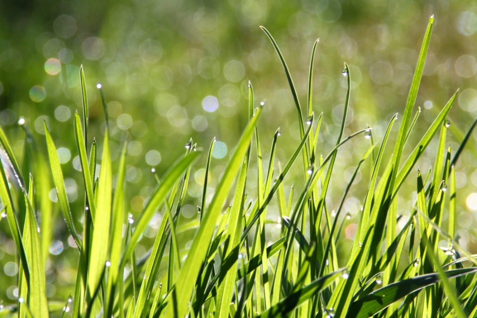 Water Grass Vegetation Dew photo