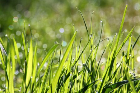 Water Grass Vegetation Dew