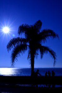 Sky Palm Tree Sea Arecales photo