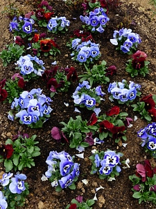 Pansy viola wittrockiana flower plants
