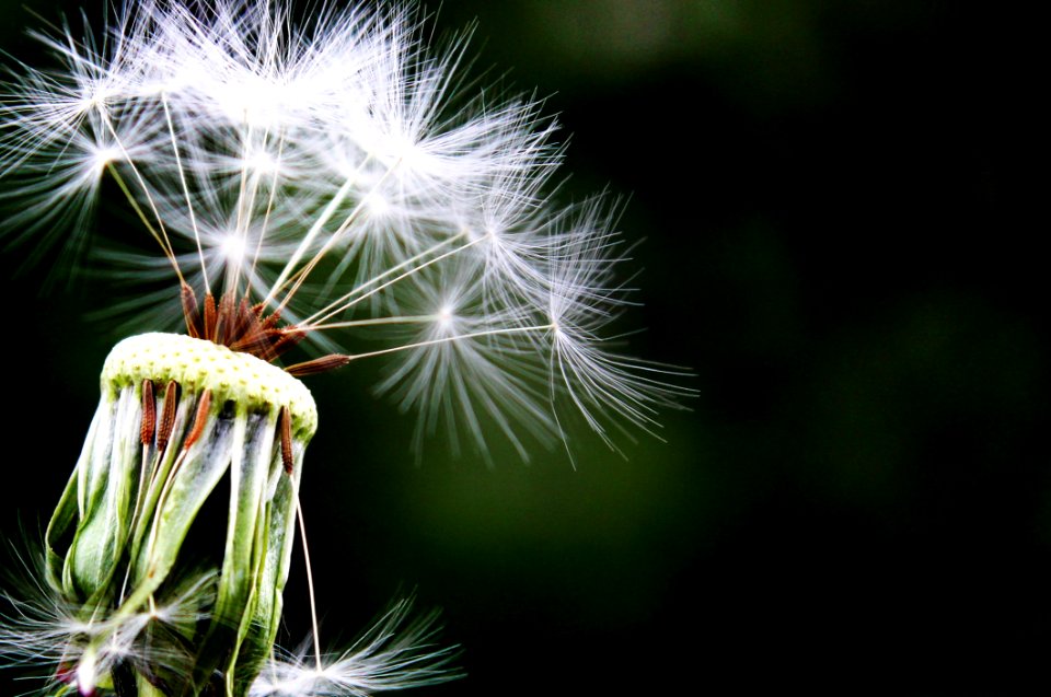 Dandelion Flower Flora Plant