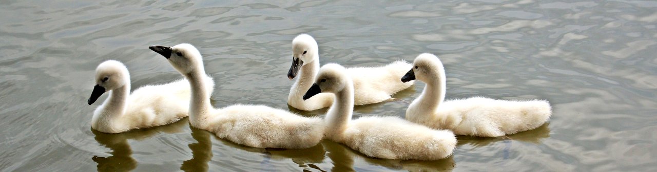 Swan Water Bird Bird Ducks Geese And Swans
