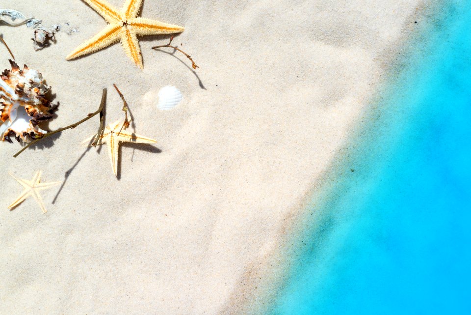 Blue Sky Invertebrate Starfish