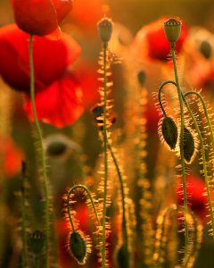 Red Flower Flora Poppy