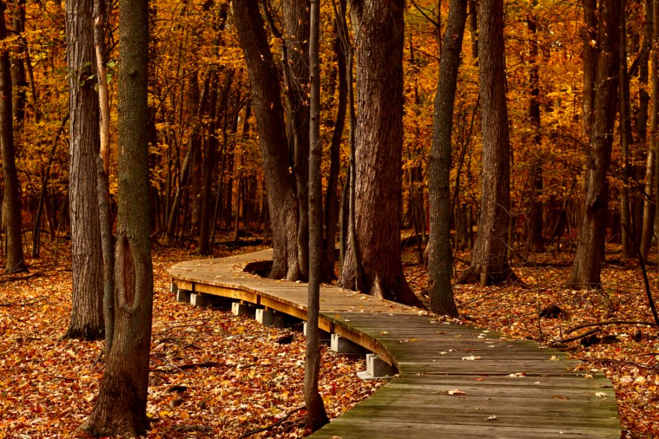 Nature Woodland Path Autumn