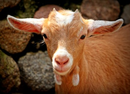 Goats Goat Fauna Cow Goat Family