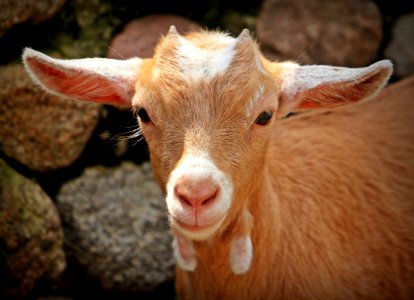 Goats Goat Fauna Cow Goat Family photo