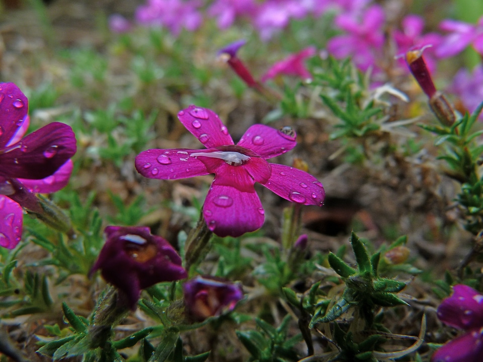 Drop of dew photo