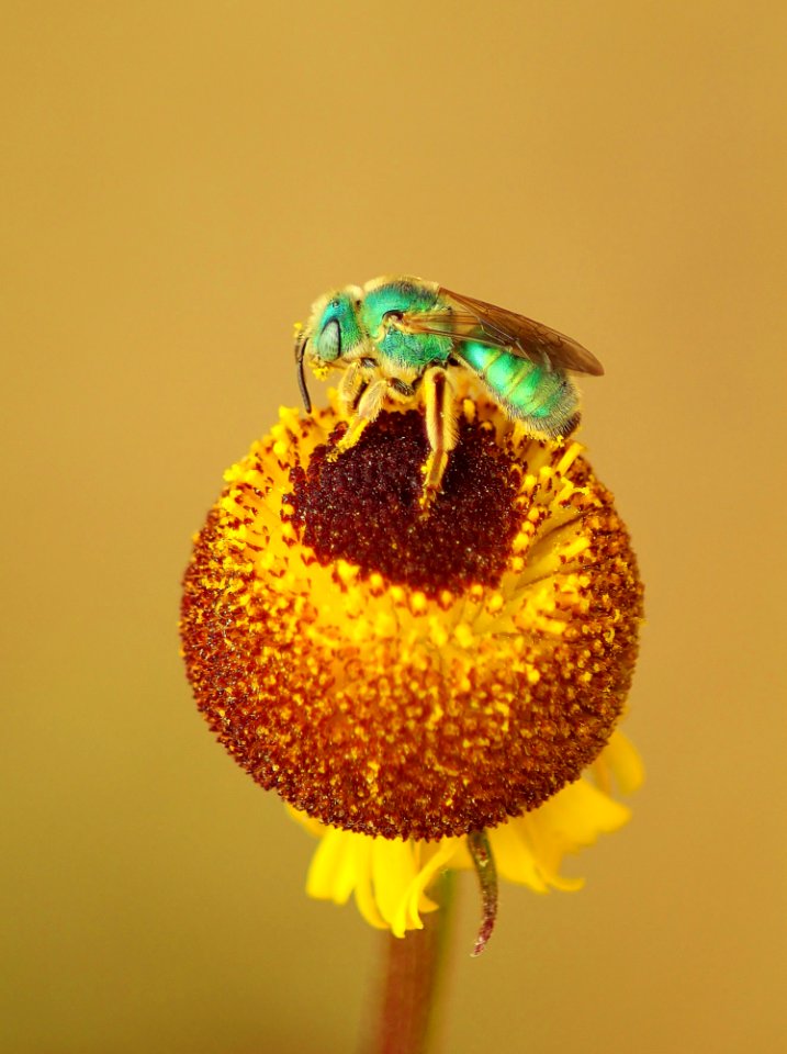 Insect Macro Photography Close Up Invertebrate
